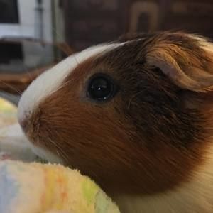 Meet your Posher, Ginger